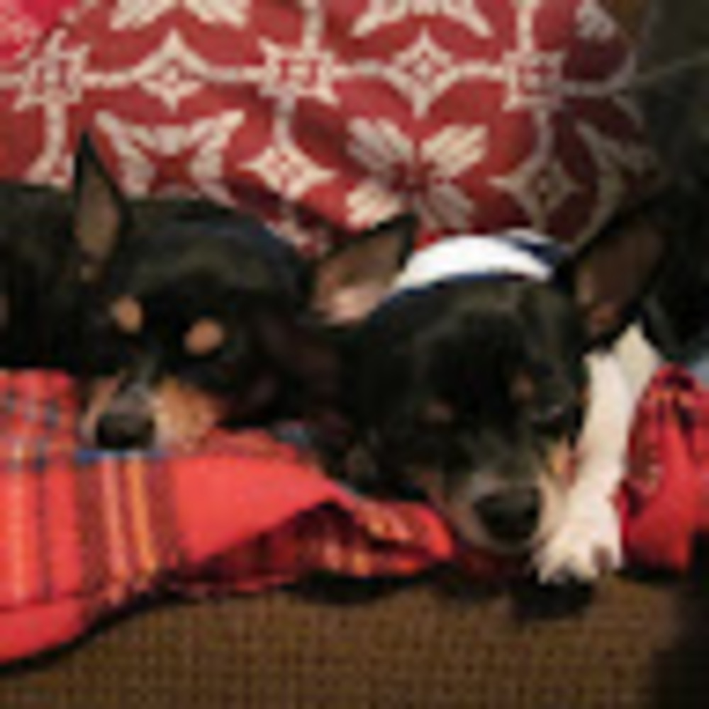 Meet your Posher, Shelly